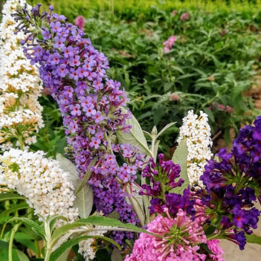 Set of 3 pcs, MIX of unlabeled Buddleias