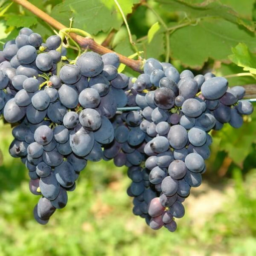 Vine Kodrianka, container 2L