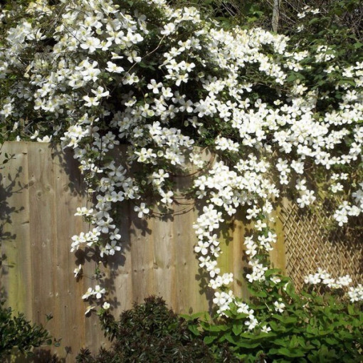 Clematis Montana Grandiflora (mountain) pot, 4L