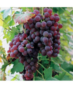 Vine 'Suffolk Red', container 2L