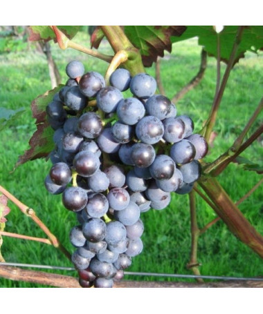 Dornfelder Grapevine 2L