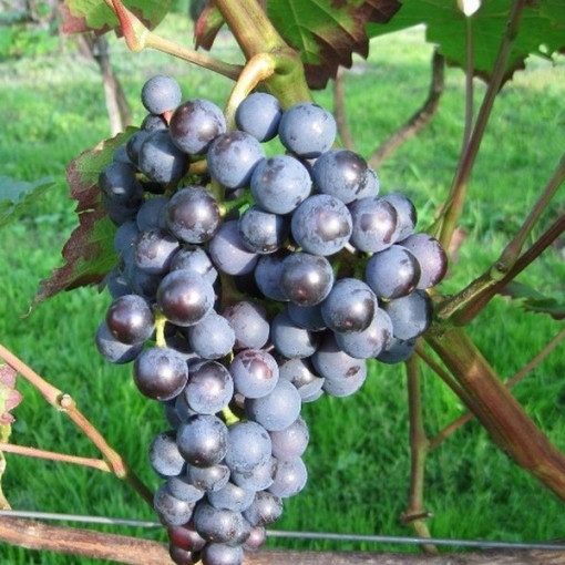 Dornfelder Grapevine 2L