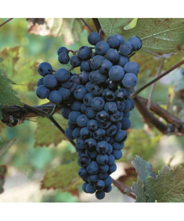 Grape Vine Alden, 2L