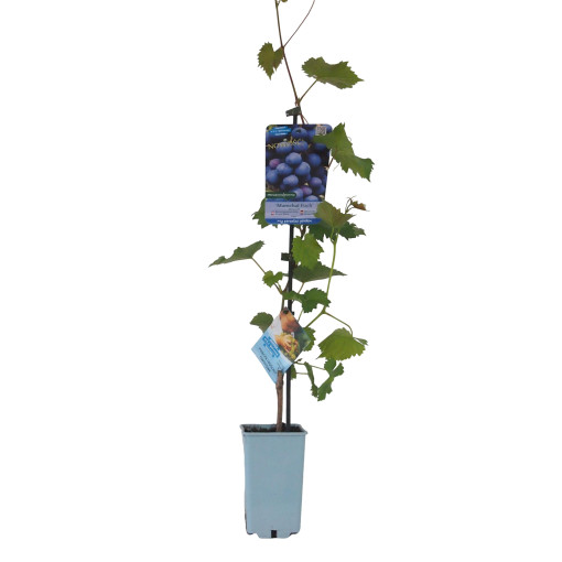 Grapevine Marechal Foch, container 2L