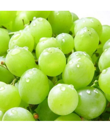 Grapevine Solaris, container 2L