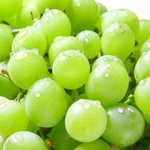 Grapevine Solaris, container 2L