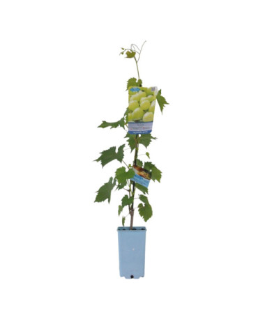 Grapevine Solaris, container 2L