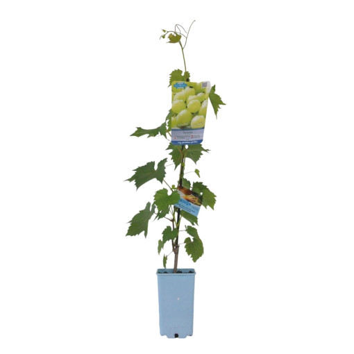 Grapevine Solaris, container 2L