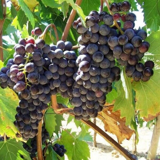 Grapevine Boskoop Glory 2L