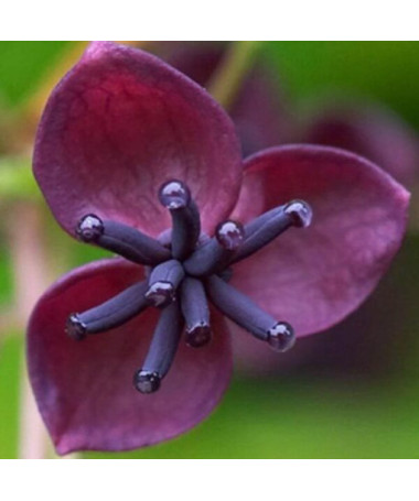 Akebia quinata pot, 4L