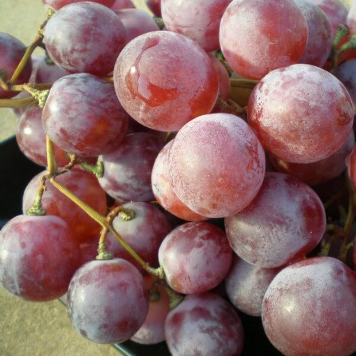 Swenson Red Grapevine FROST-RESISTANT 2L pot