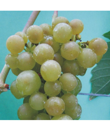 Jutrzenka Grapevine 2L pot