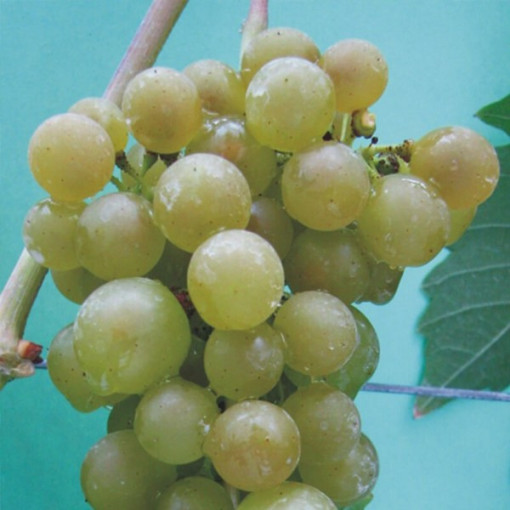 Jutrzenka Grapevine 2L pot