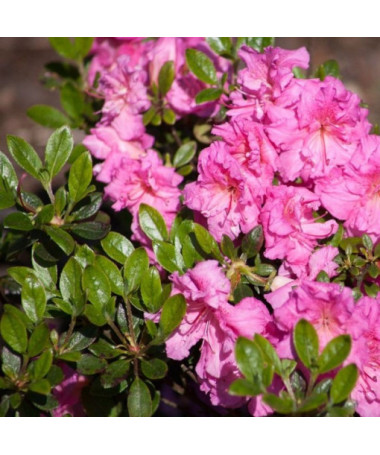 Rhododendron (Azalea) 'Petticoat' P9/C1