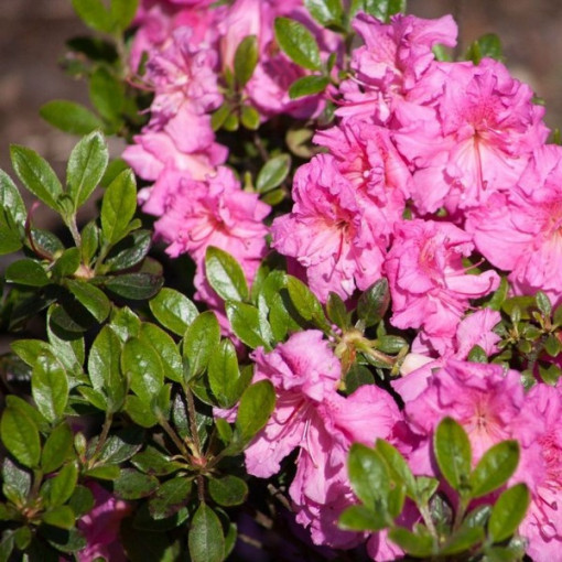 Rhododendron (Azalea) 'Petticoat' P9/C1