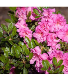 Rhododendron (Azalea) 'Petticoat' P9/C1