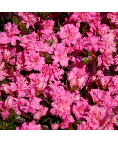 Rhododendron (Azalea) 'Petticoat' P9/C1
