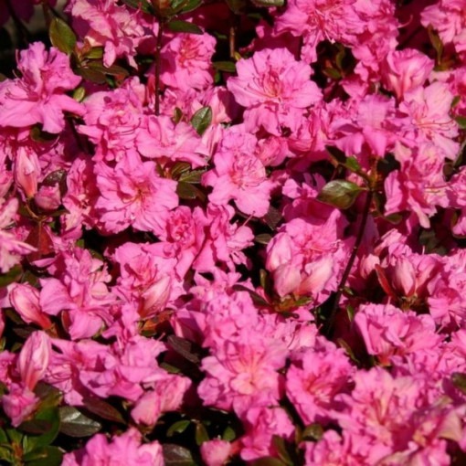 Rhododendron (Azalea) 'Petticoat' P9/C1