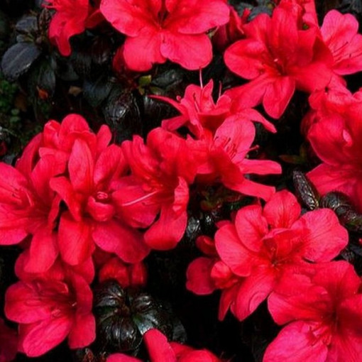 Rhododendron (Azalea) Fridoline P9/C1