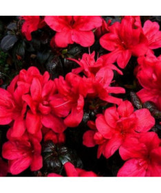 Rhododendron (Azalea) Fridoline P9/C1