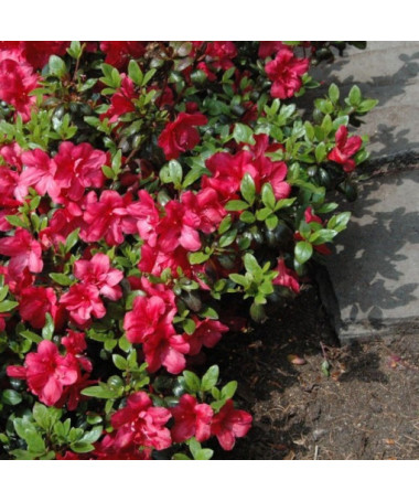 Rhododendron (Azalea) Fridoline P9/C1