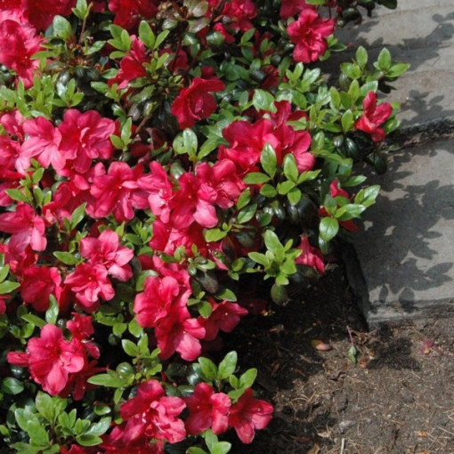 Rhododendron (Azalea) Fridoline P9/C1