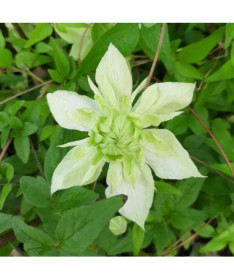Clematis Alba Plena Full-Half Full