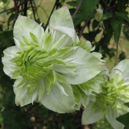 Clematis Alba Plena Full-Half Full