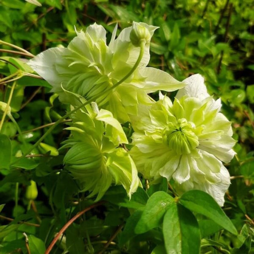 Clematis Alba Plena Full-Half Full