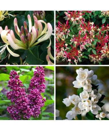 Set 'Fragrant Garden' labeled 5 pcs