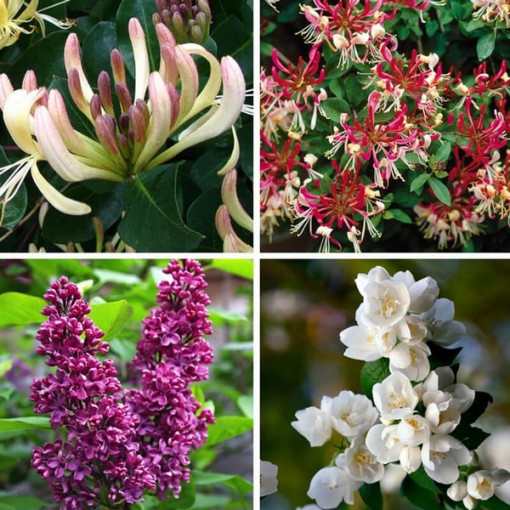 Set 'Fragrant Garden' labeled 5 pcs