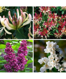 Set 'Fragrant Garden' labeled 5 pcs