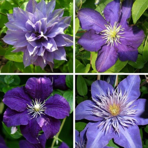 A set of 4 blue clematis plants marked