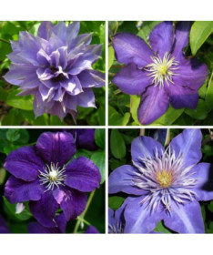A set of 4 blue clematis plants marked