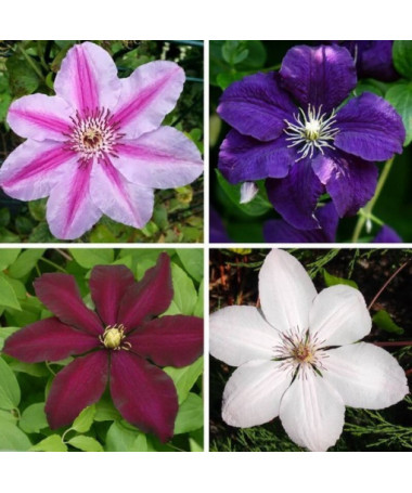 A set of 3 large-flowered clematis plants marked