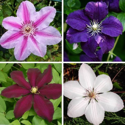 A set of 3 large-flowered clematis plants marked