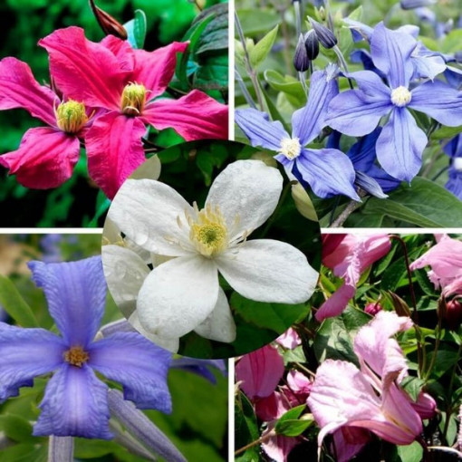 Set of 5 pieces, perennial Clematis plants marked