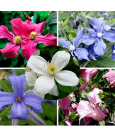 Set of 5 pieces, perennial Clematis plants marked