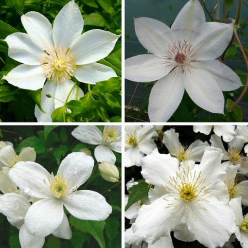 Set of 4 White Clematis, marked