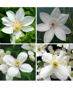 Set of 4 White Clematis, marked