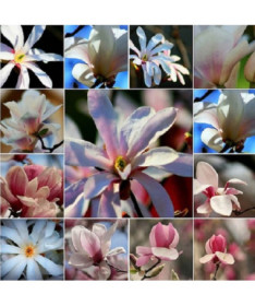 Set of 5 pieces, Mixed Magnolias, unmarked