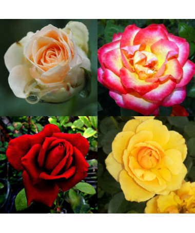 Rose MIX unlabelled 2L