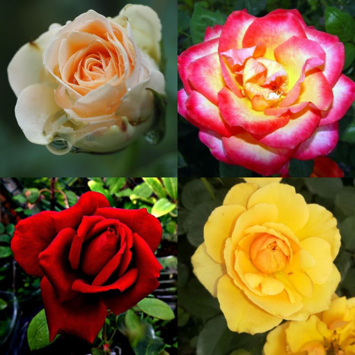 Rose MIX unlabelled 2L