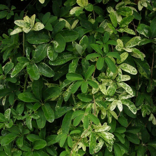 Akebia quinata pot, 4L