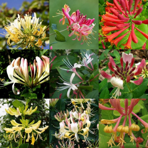 Set of 5 pieces, Mixed Honeysuckles, marked