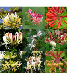 Set of 5 pieces, Mixed Honeysuckles, marked