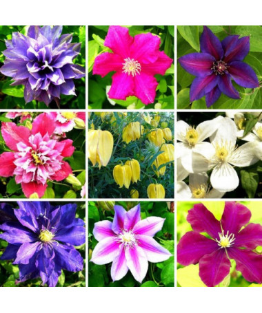 Set of 5 pieces, Mix of unmarked Clematis