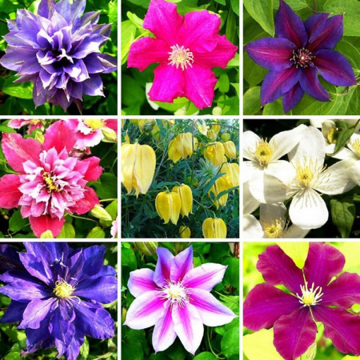 Set of 5 pieces, Mix of unmarked Clematis