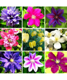 Set of 5 pieces, Mix of unmarked Clematis