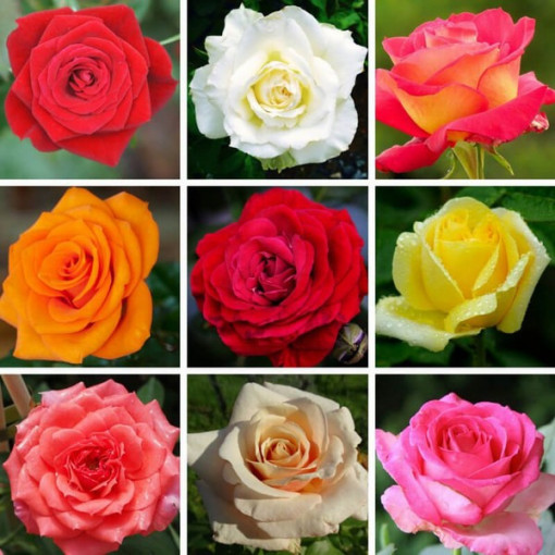 Set of 3 unmarked Roses